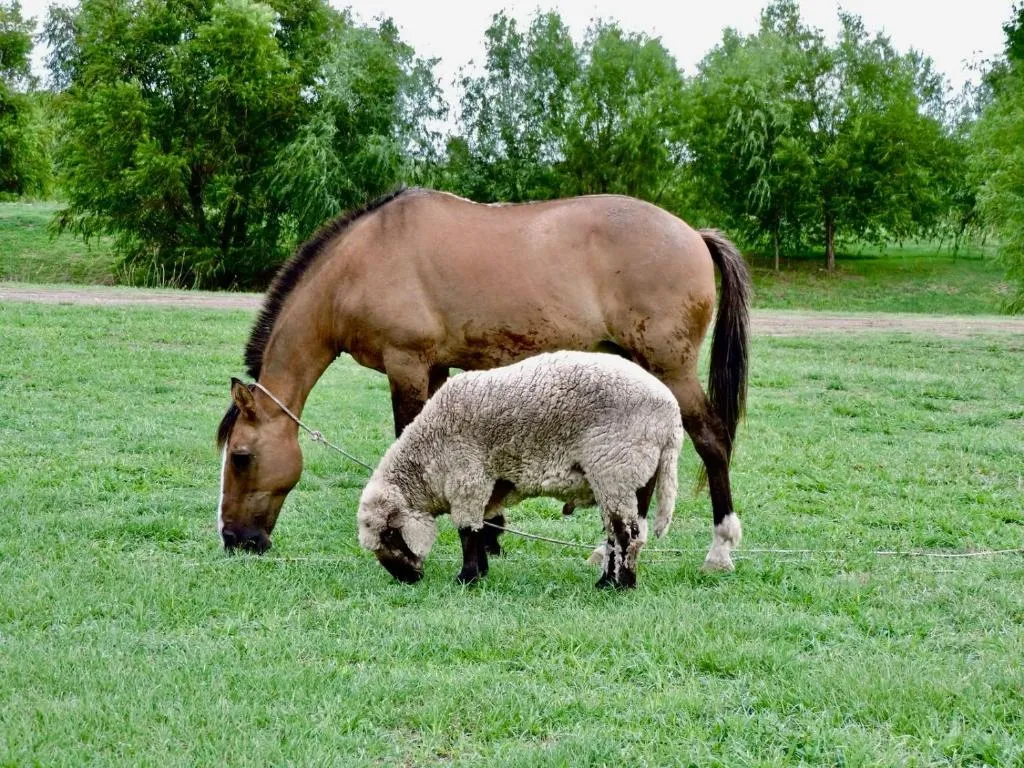 Caballo y oveja pastando entre árboles